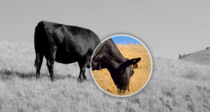 Bild vergrößern WordPress Plugin