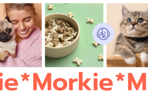 Morkie – Thema für Tierhandlung und Tierpflege